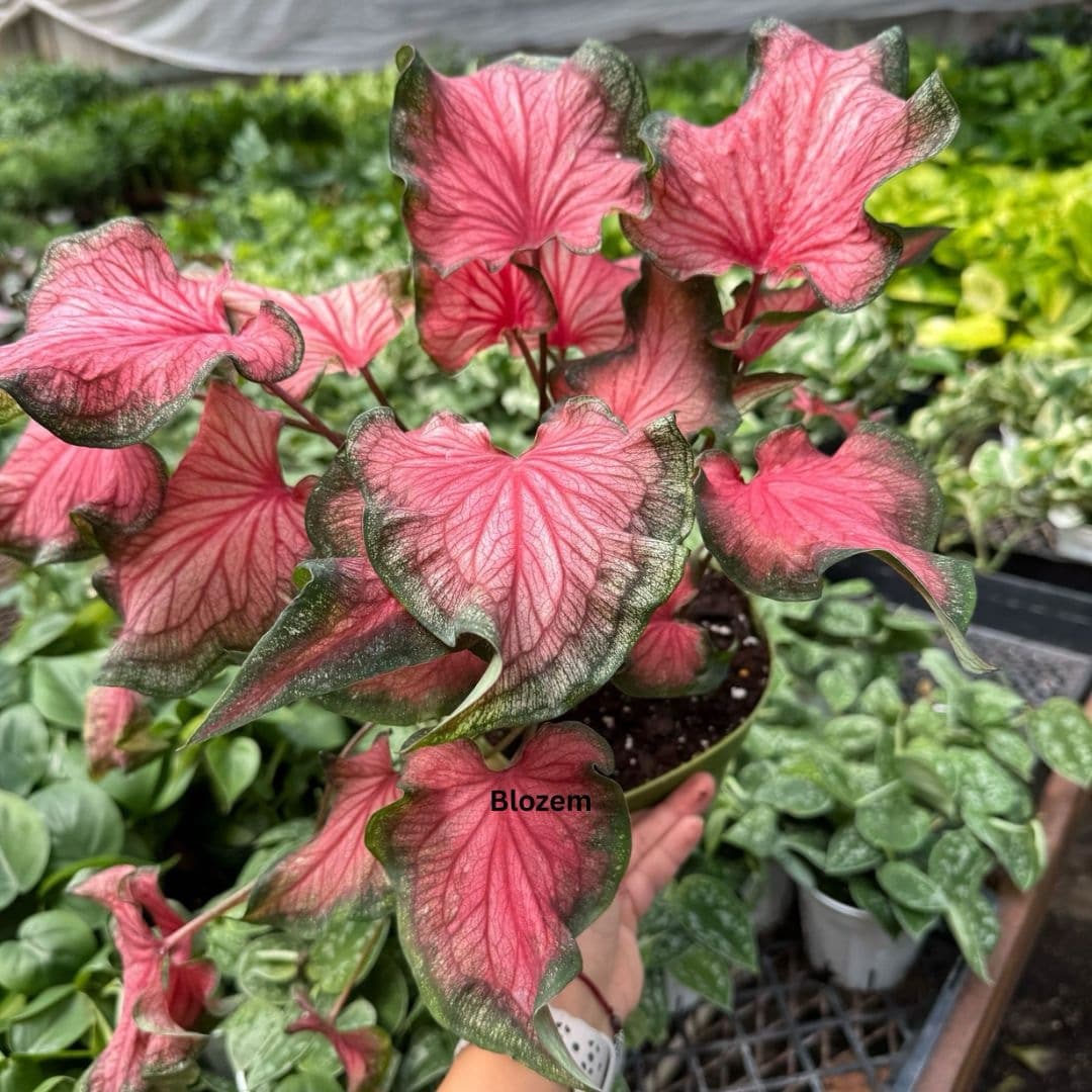 Caladium Red Flash - Image 2