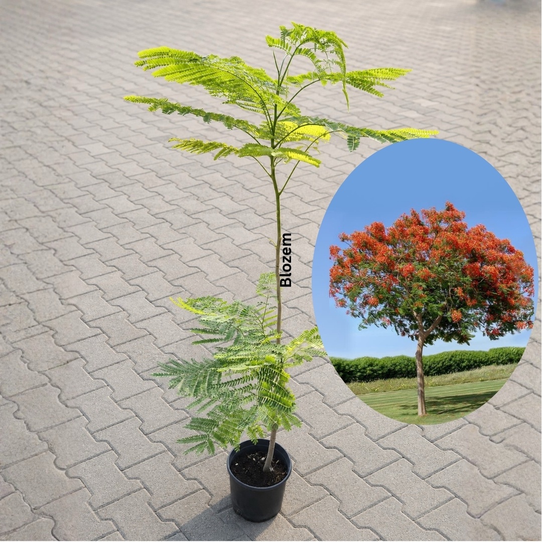 Delonix Regia- Royal Poinciana