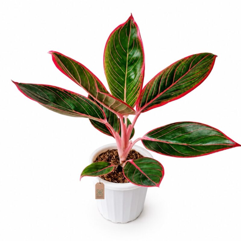 Aglaonema Khanza