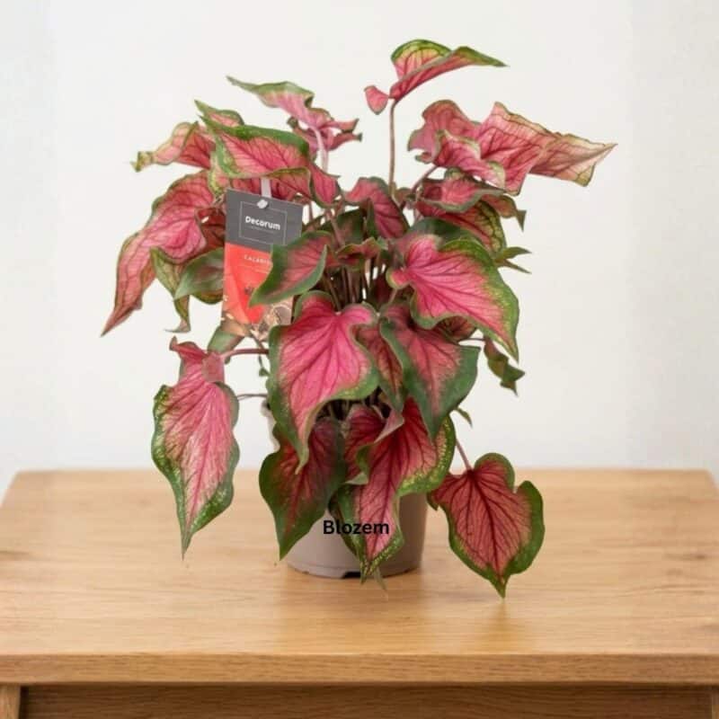 Caladium Red Flash