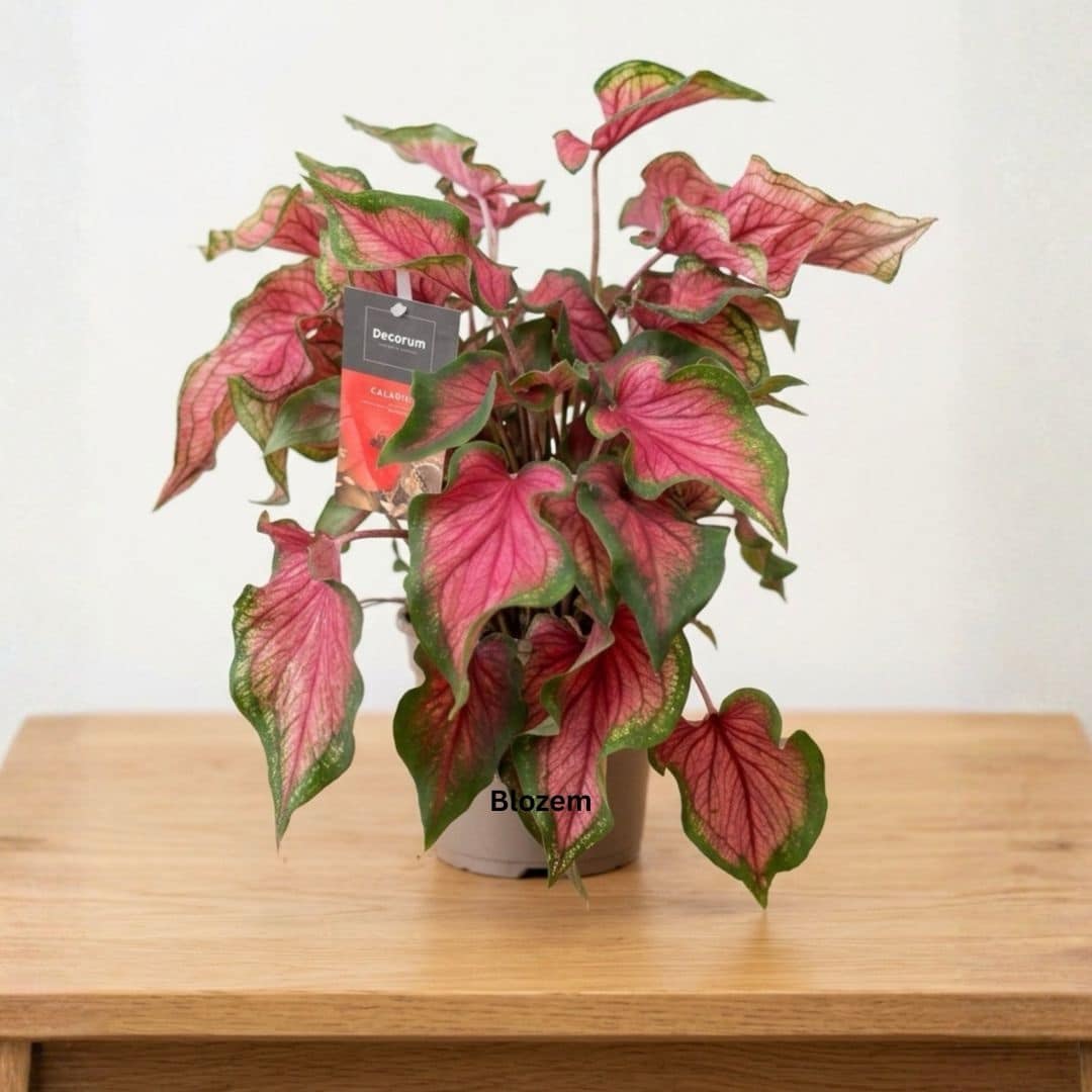 Caladium Red Flash