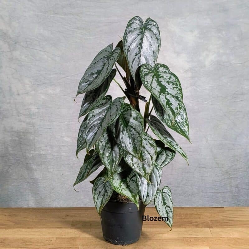 Philodendron Brandtianum moss stick – Silver-Patterned Aroid Vine