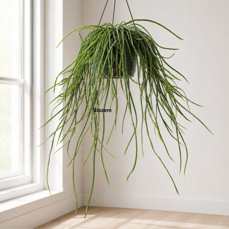 Rhipsalis Selenicereus Wercklei-Hanging