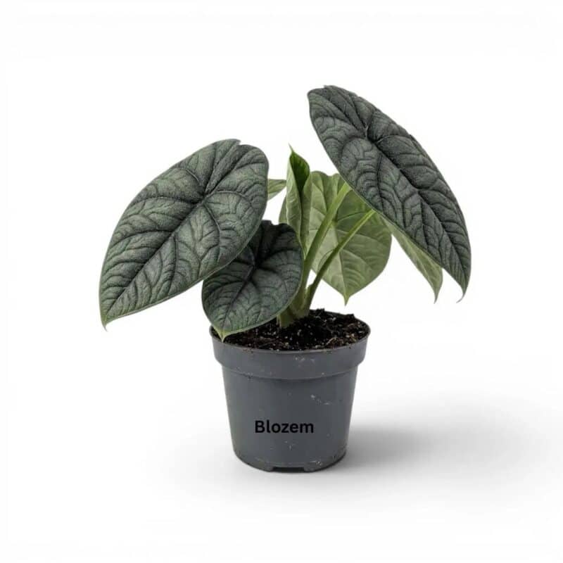 Alocasia Melo Rugosa