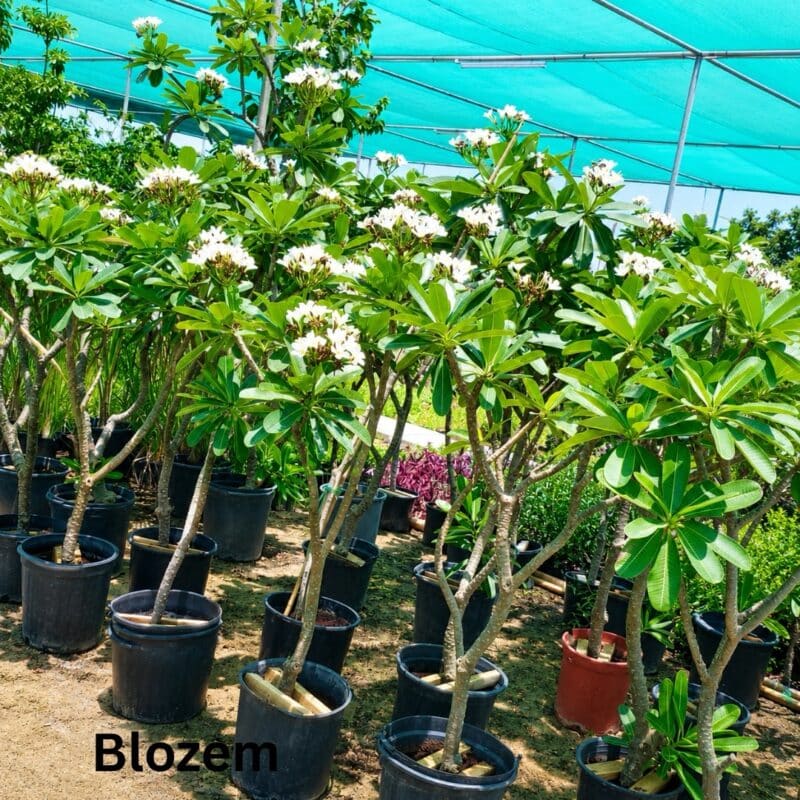 Plumeria obtusa “Frangipani” White-Big