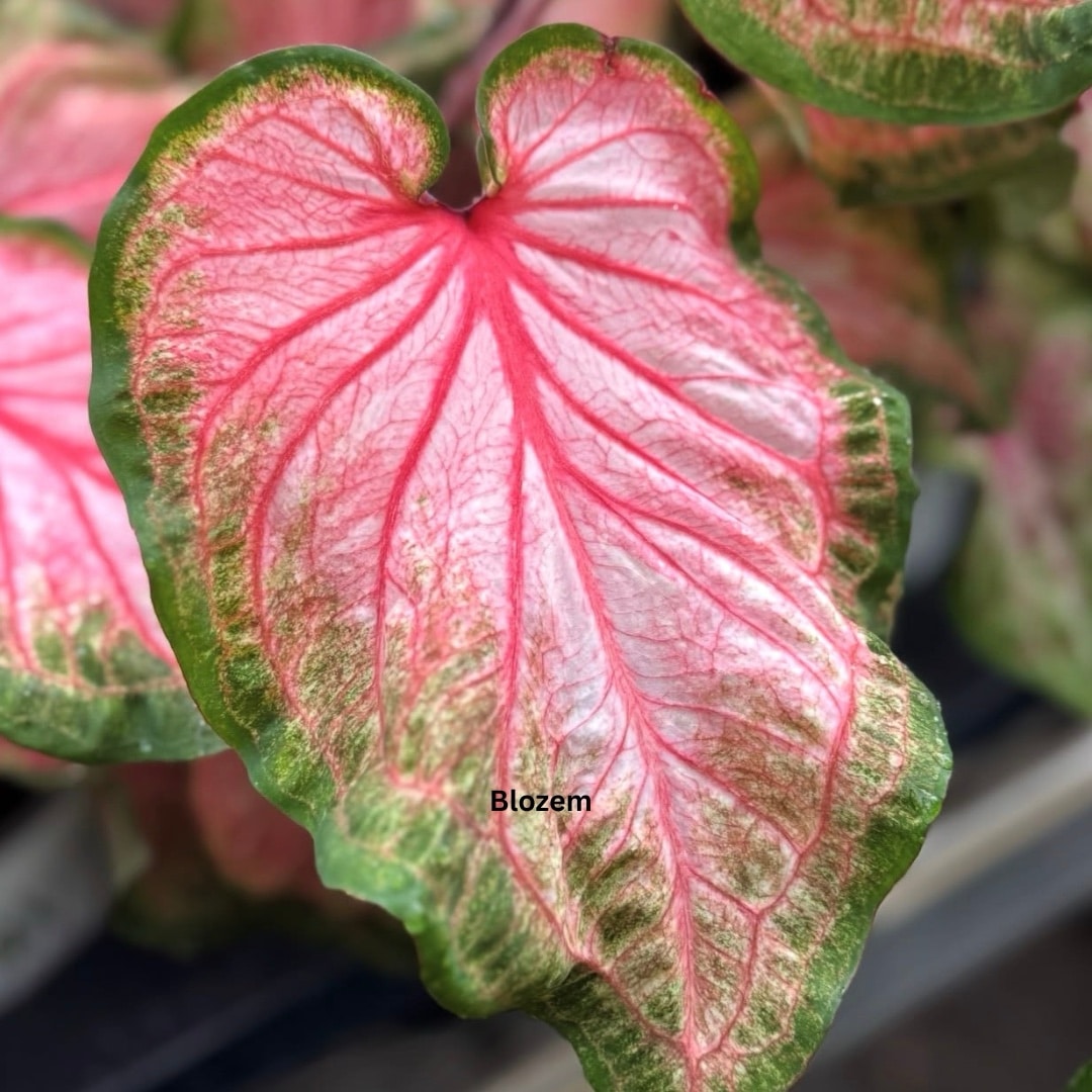 Caladium Red Flash - Image 3