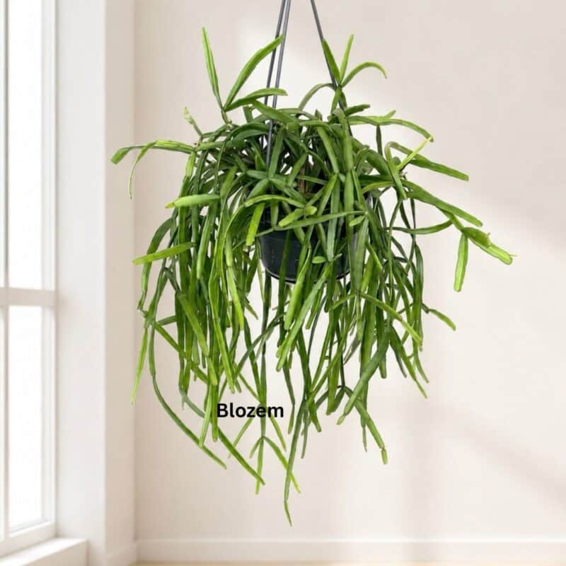 Rhipsalis Micrantha-Hanging