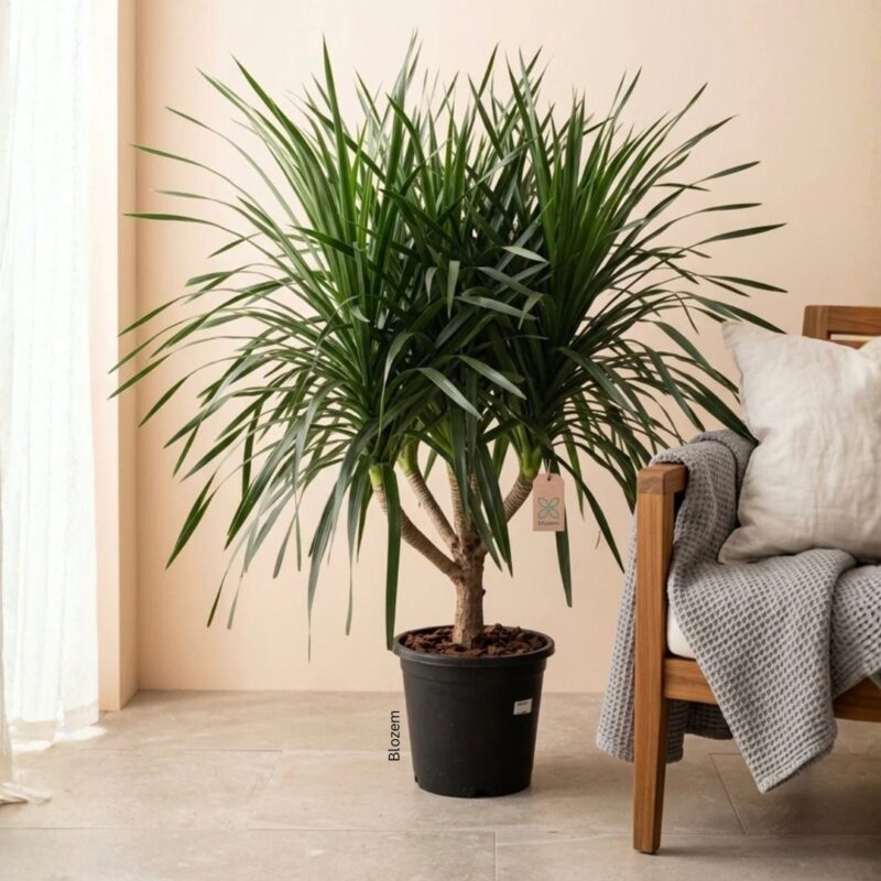 Dracaena Draco – Multi head