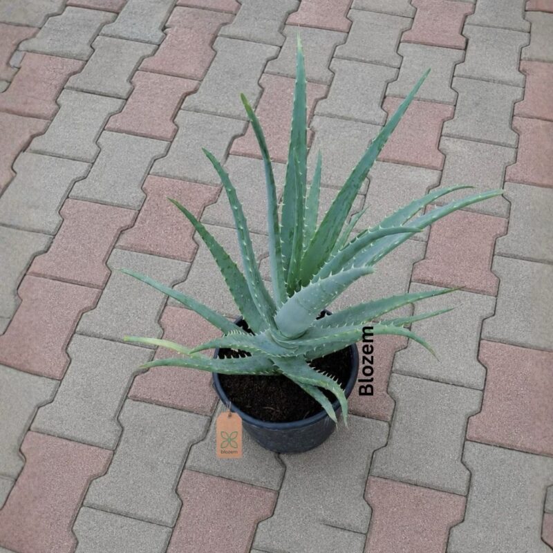 Aloevera Bushy