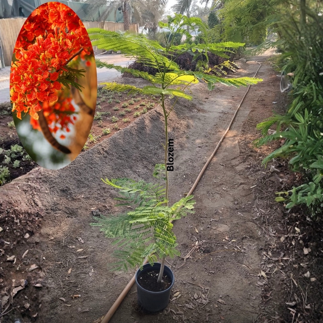 Delonix Regia- Royal Poinciana - Image 3