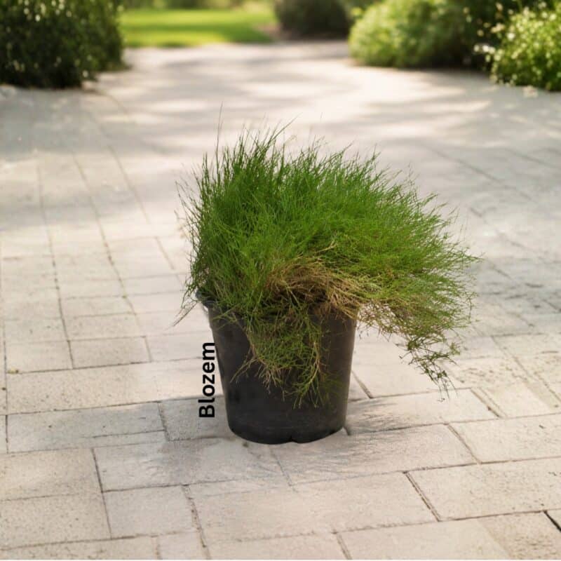 Zoysia Japonica-Korean Lawn Grass