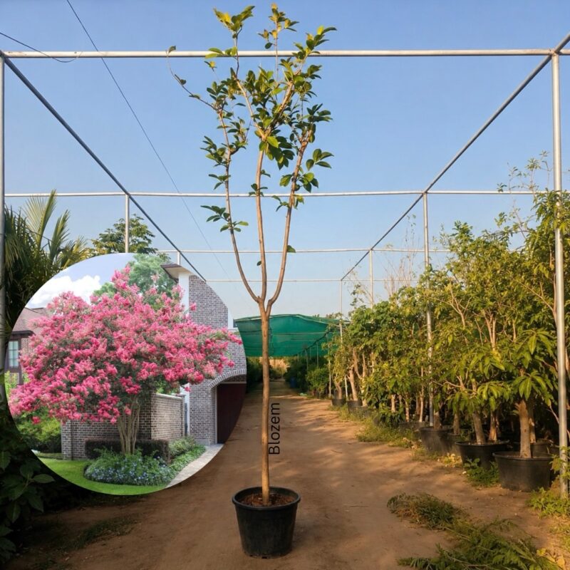 Pink Velour Crape Myrtle-Big
