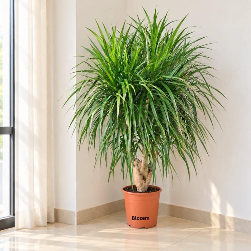 Dracaena Draco – Multi head