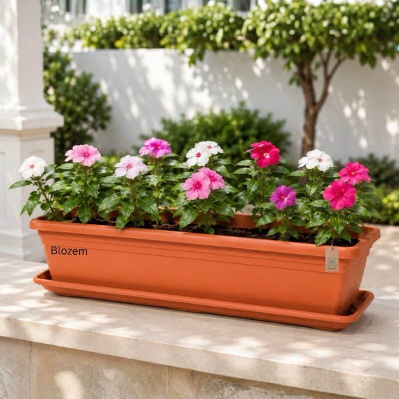 Potted Vinca rosea Mixed With Rectangular pot