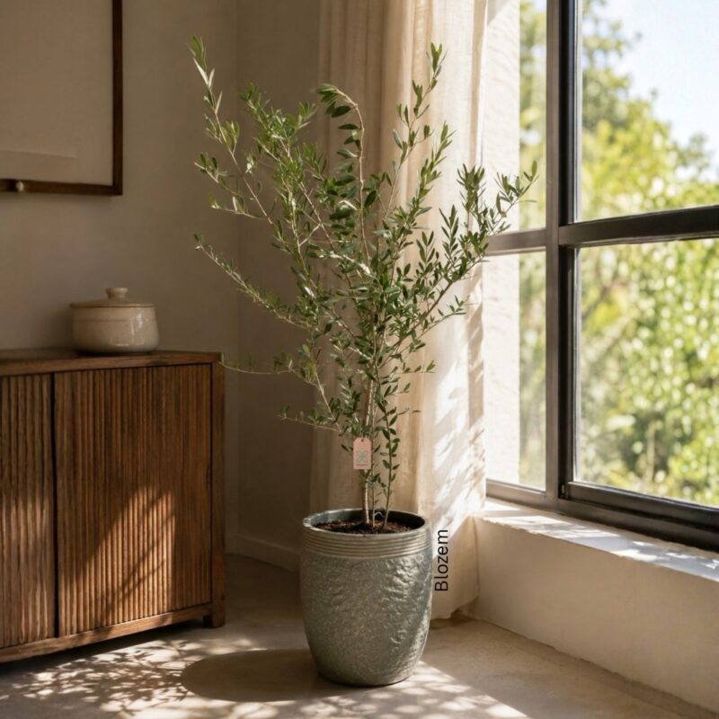 Potted Olive Tree-Olea europaea