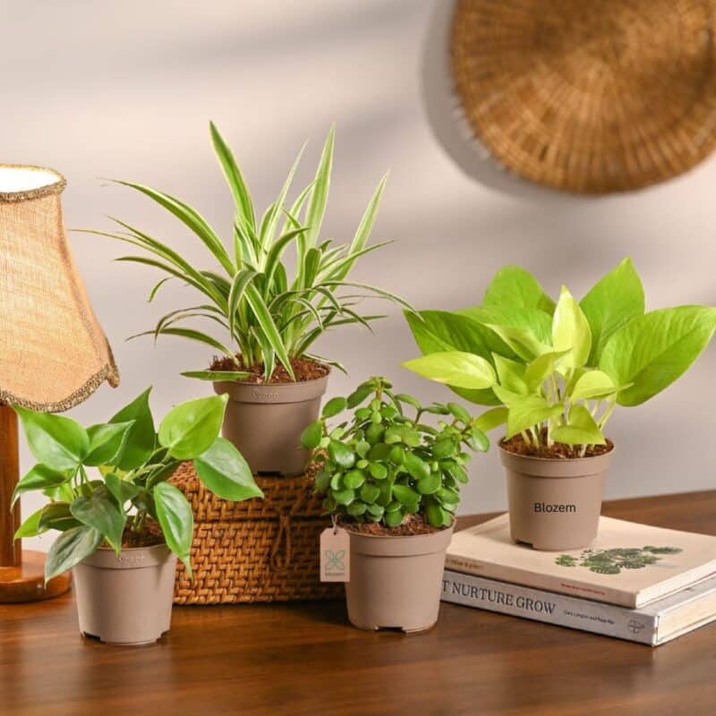 Combo of 4 Minimalist Plant Set-Table Top
