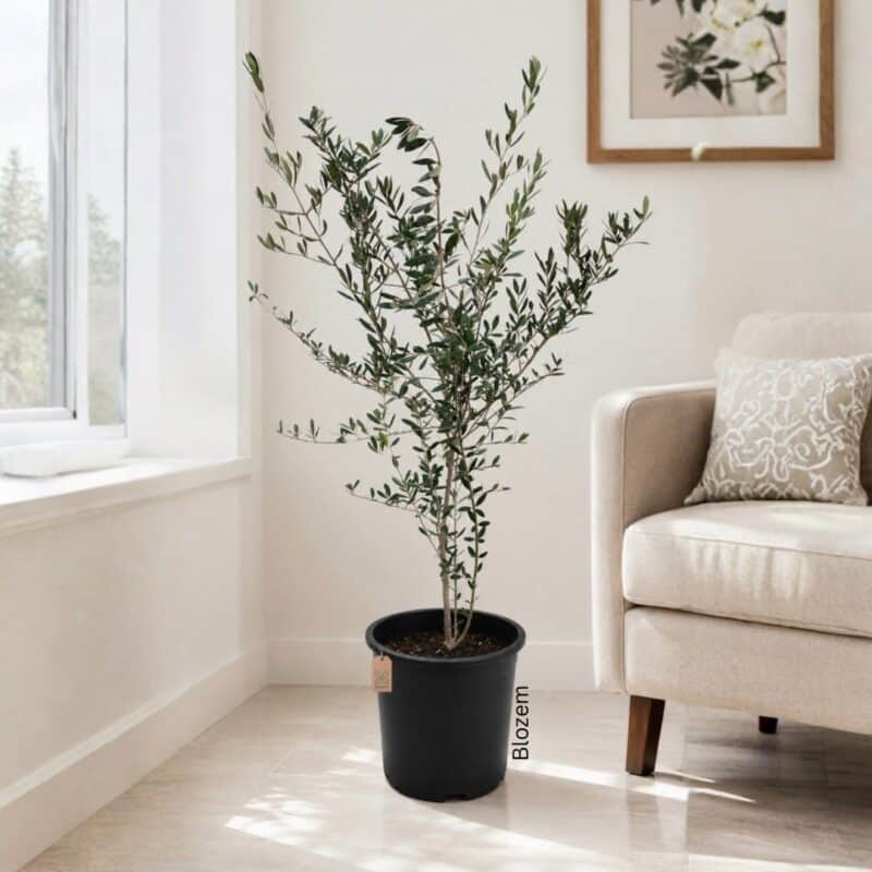 Olive Tree-Olea europaea