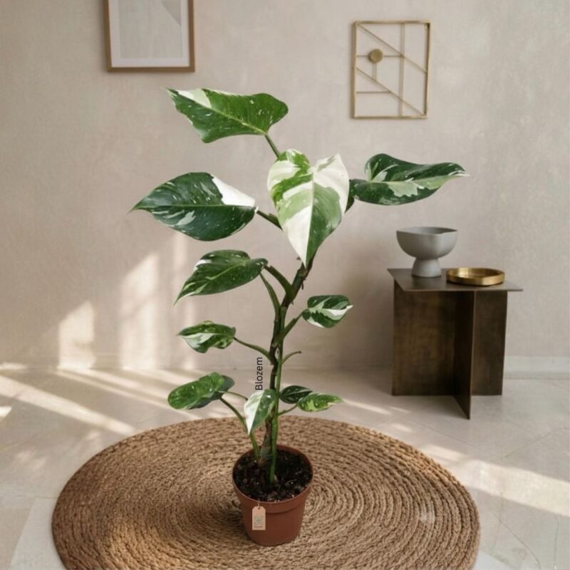 Philodendron White Wizard -Big Size