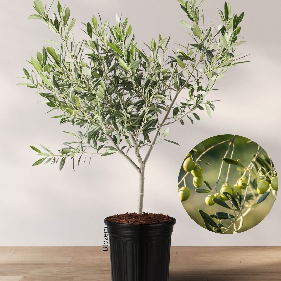 Olive Tree-Olea europaea - Image 2