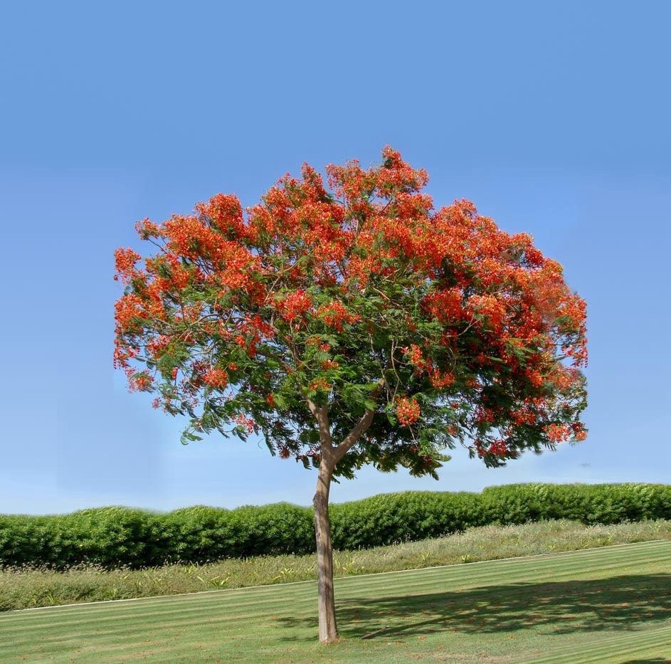 Delonix Regia- Royal Poinciana - Image 2