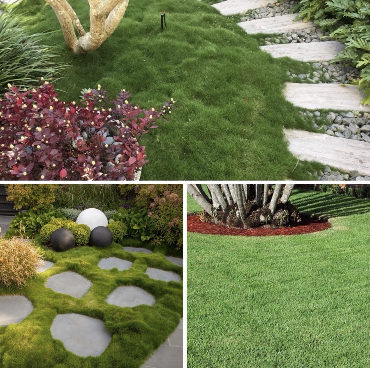 Zoysia Japonica-Korean Lawn Grass - Image 2