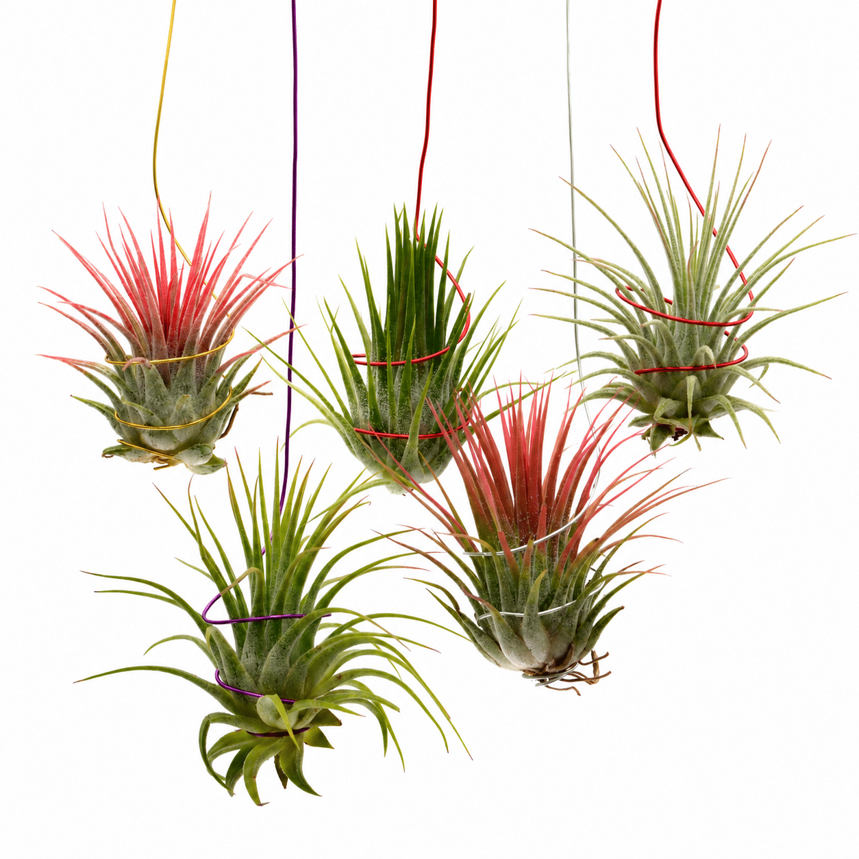 Tillandsia Lonantha Mixed - Air Plant (1 Plant) - Image 2
