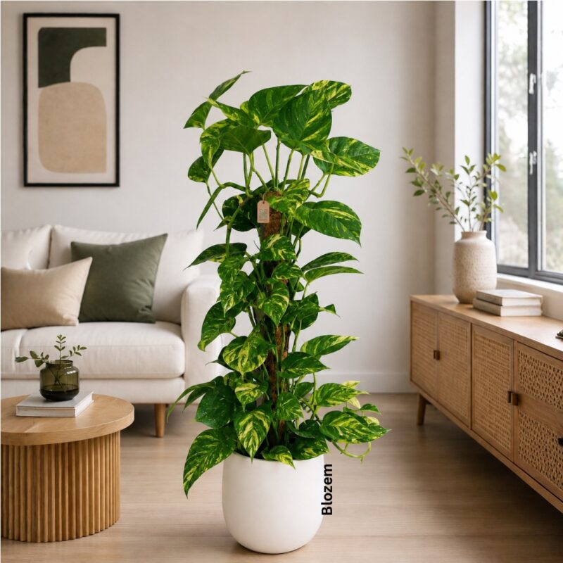 Potted Big Money Plant-Golden Pothos With Fiber Pot