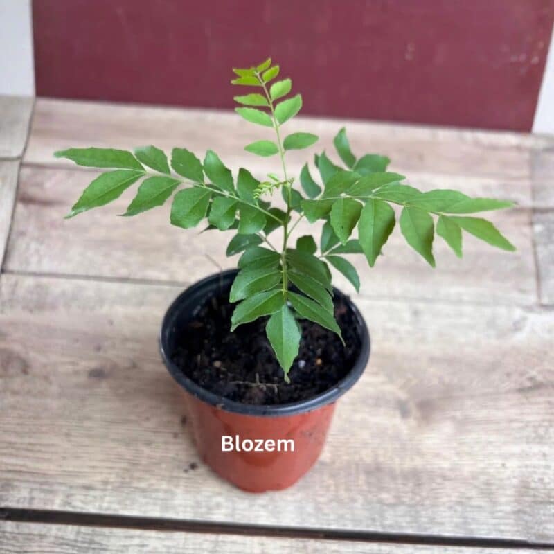 Curry Leaf - Small Size