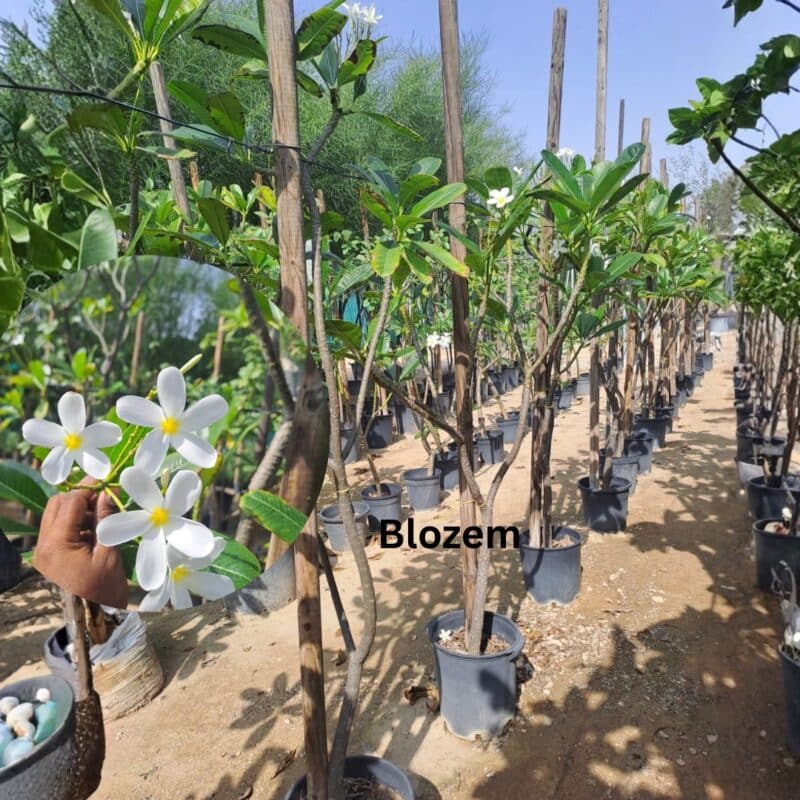Plumeria obtusa “Frangipani” White-Big