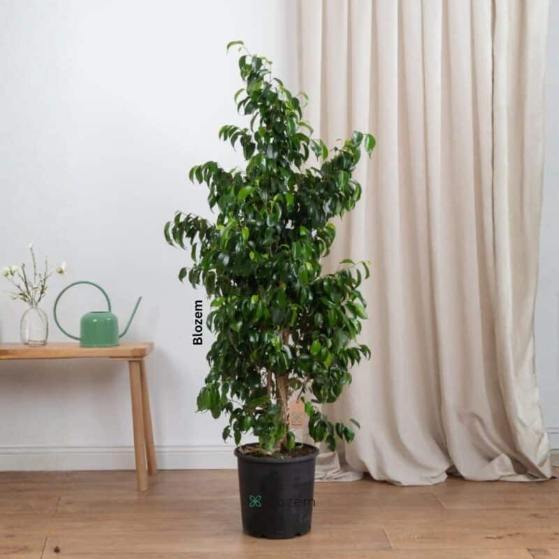 Ficus Benjamina Danielle-150cm