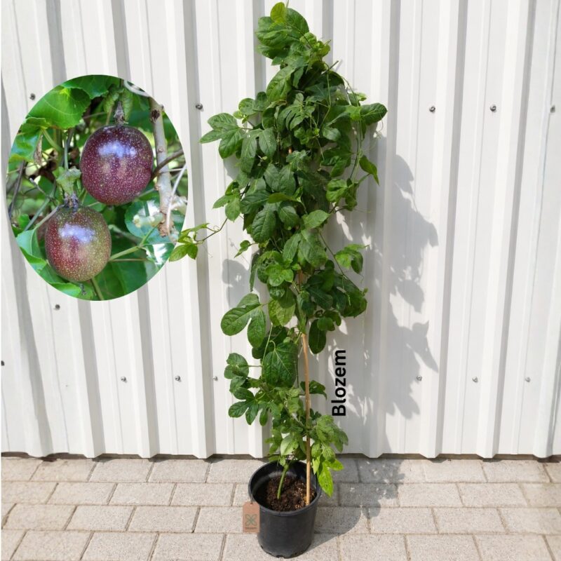Passion Fruit Plant-Passiflora edulis                      (Fruit Plant)