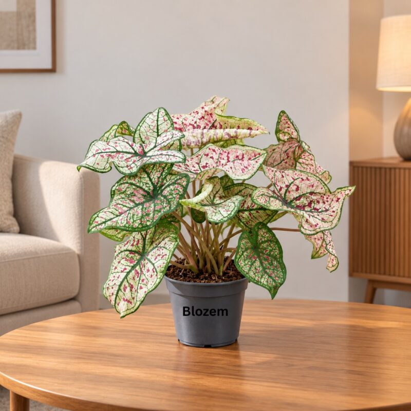 Caladium Gingerland