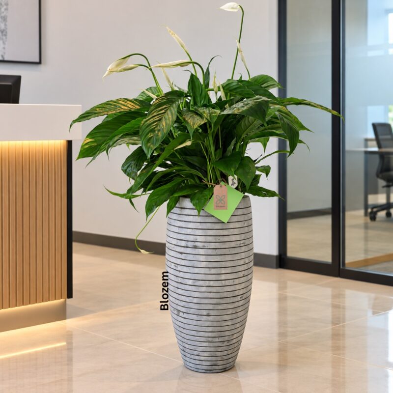Potted Big Peace lily with Tall Fiber Pot