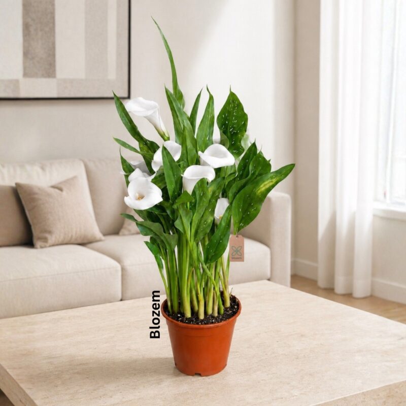 Calla lily -Bushy