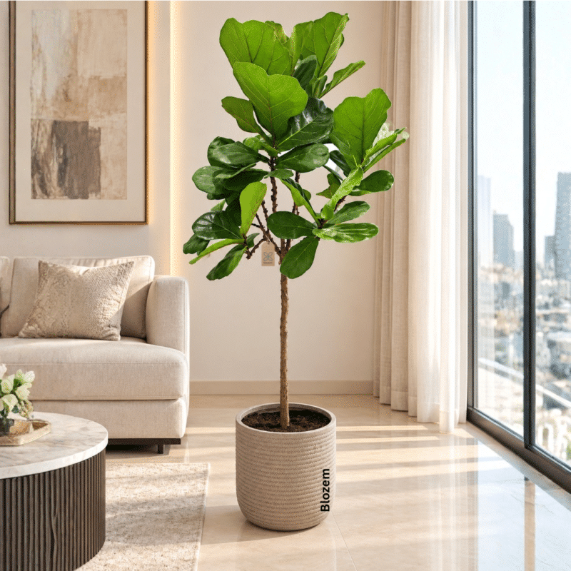 Potted Large Fiddle Leaf Fig With Fiber Pot