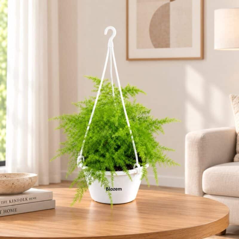 Asparagus setaceus - Lace Fern-Hanging