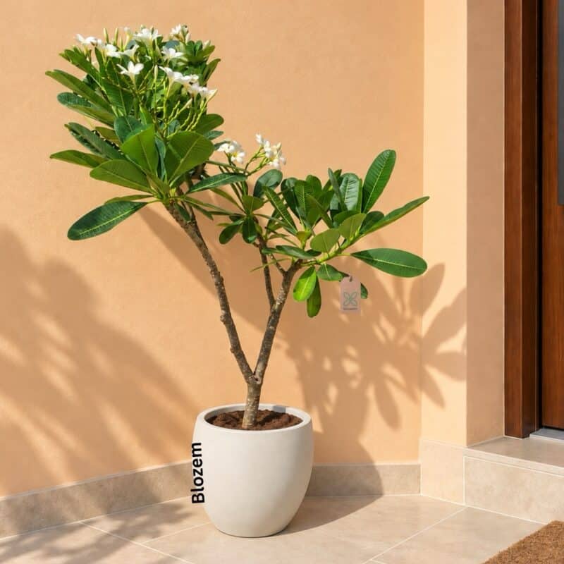 Potted Big Plumeria obtusa “Frangipani” White With Fiber Pot(Outdoor Plant)