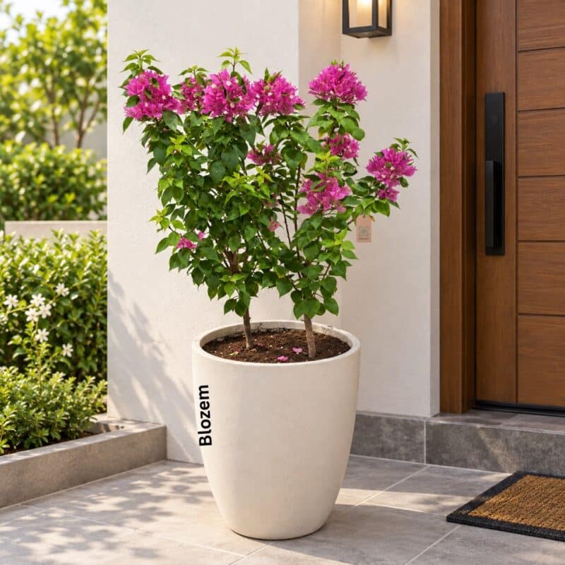 Potted Bougainvillea Pink Pixie With Fiber Pot