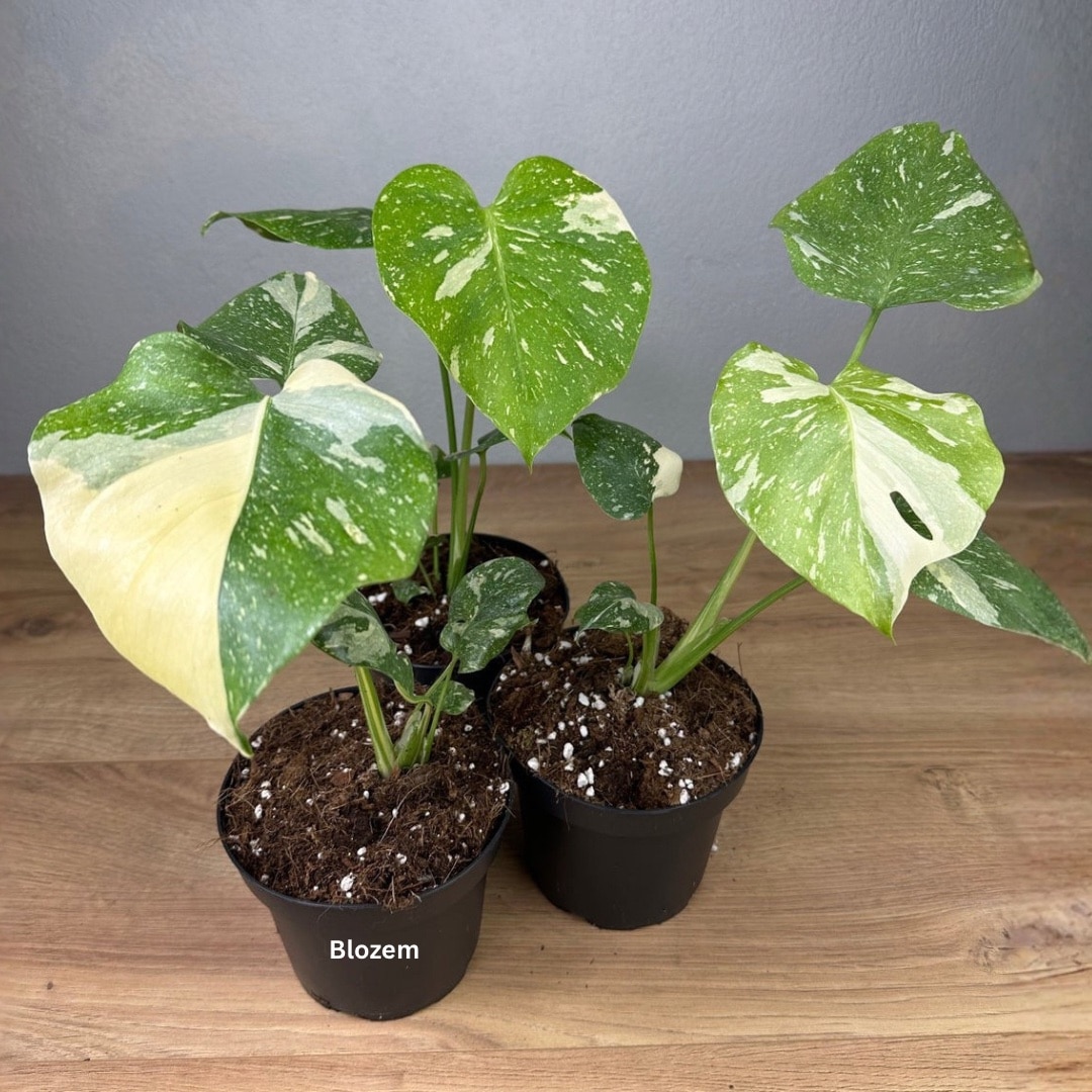 Monstera Thai Constellation - Image 4