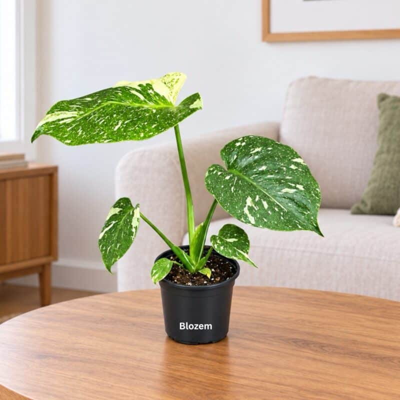 Monstera Thai Constellation