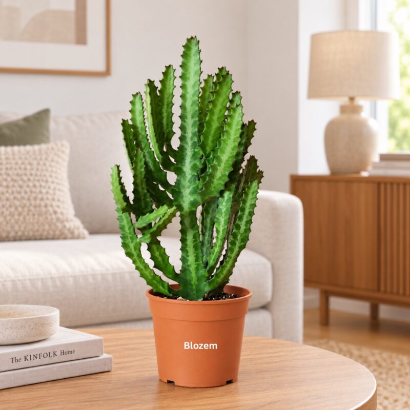 Euphorbia lactea