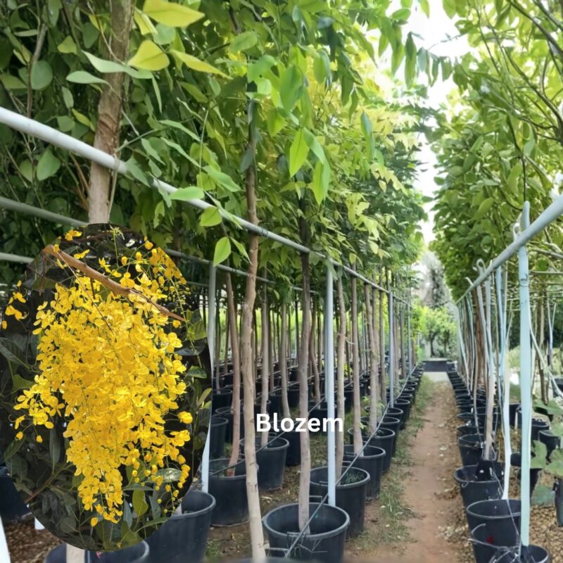 Cassia fistula- Golden shower tree