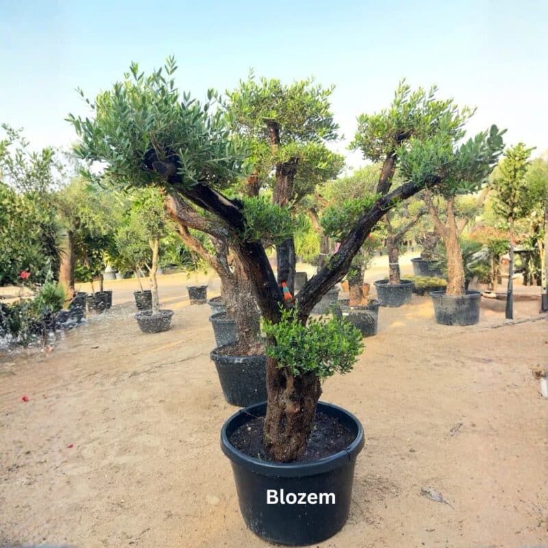 Bonsai-Style Spanish Olive Tree – Multi-Head -Big Size