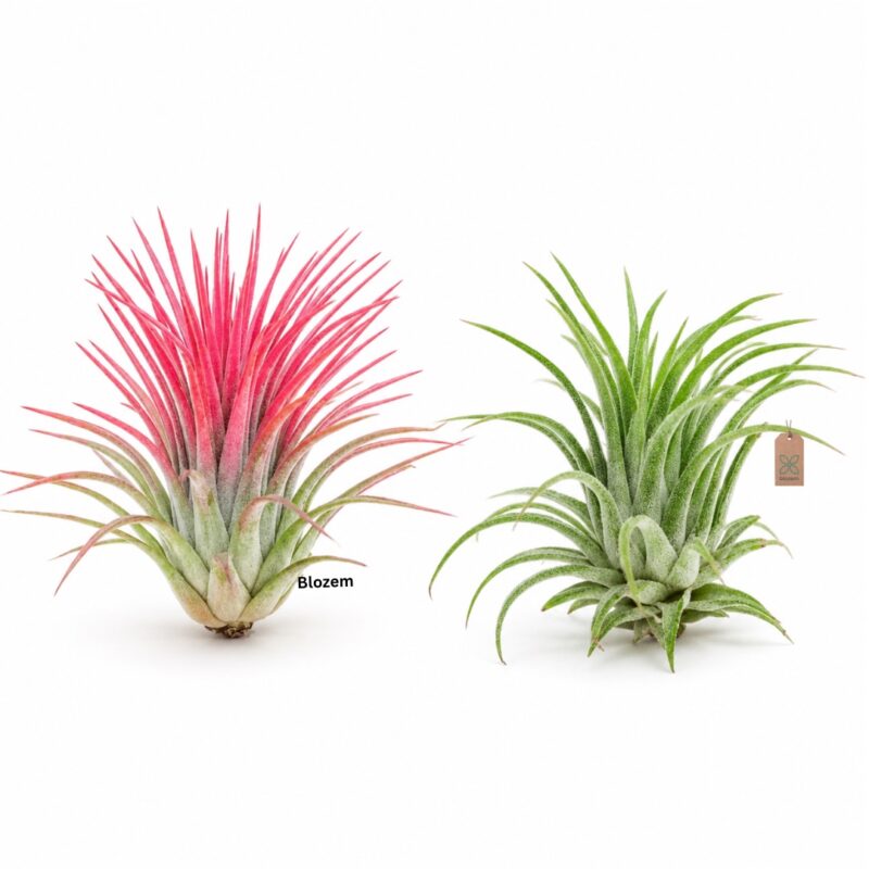 Tillandsia Lonantha Mixed - Air Plant (1 Plant)