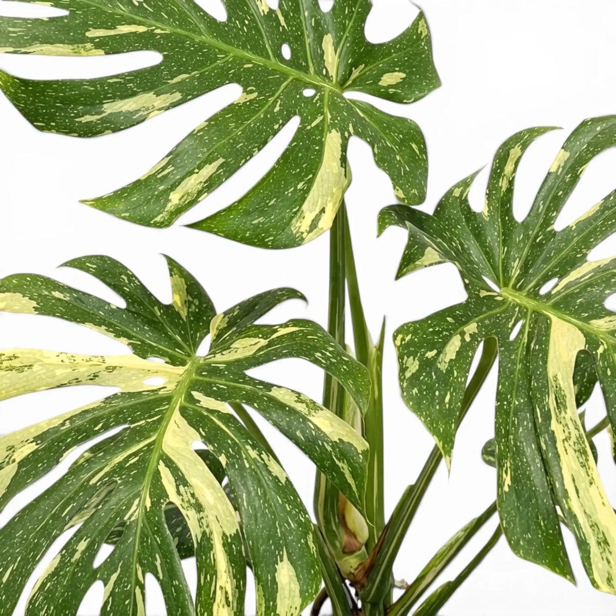 Monstera Thai Constellation - Image 3