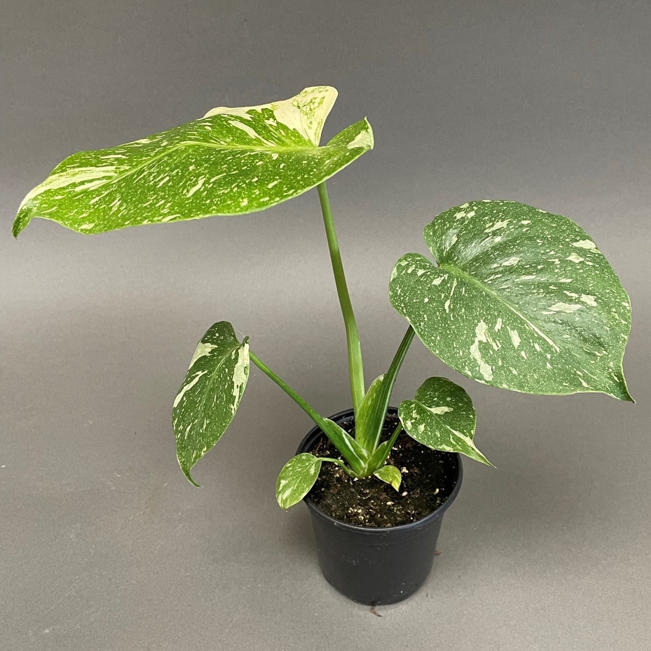 Monstera Thai Constellation - Image 2