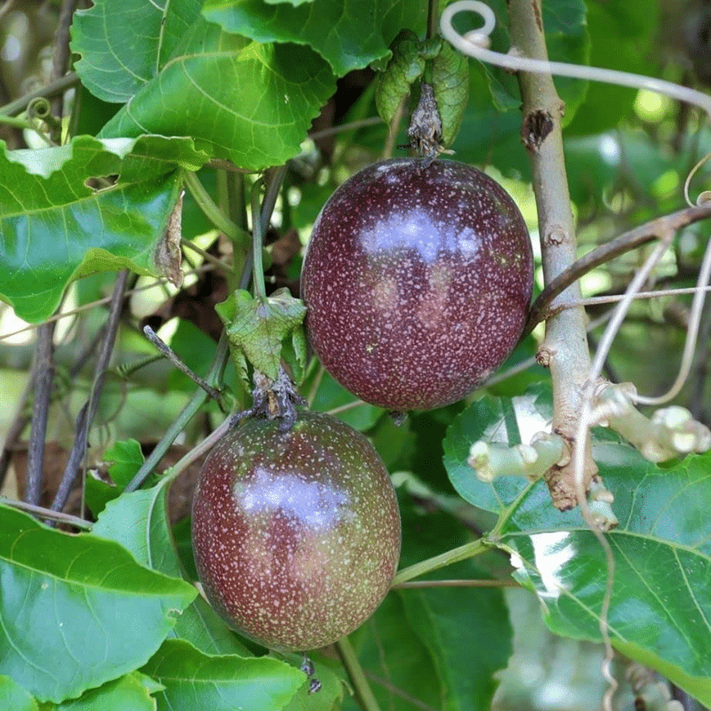 Passion Fruit Plant-Passiflora edulis (Fruit Plant) - Image 3