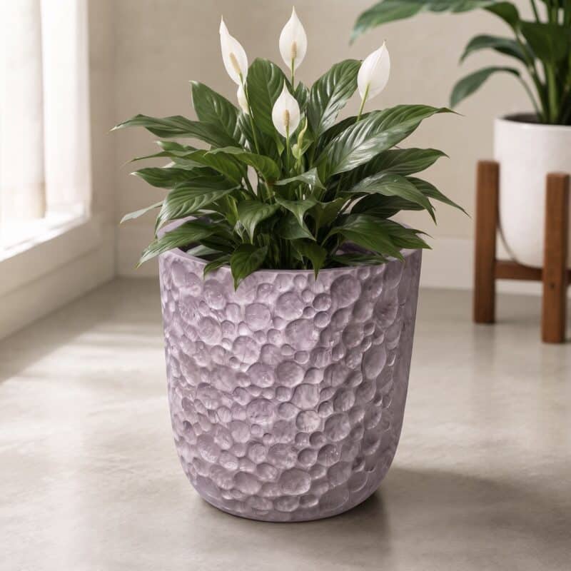 Potted Big Peace Lily With Fiber Pot