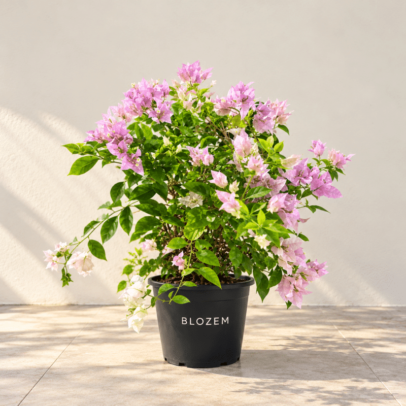 Bougainvillea Lavender