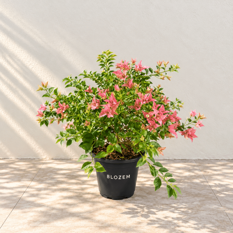 Bougainvillea ‘Afterglow’